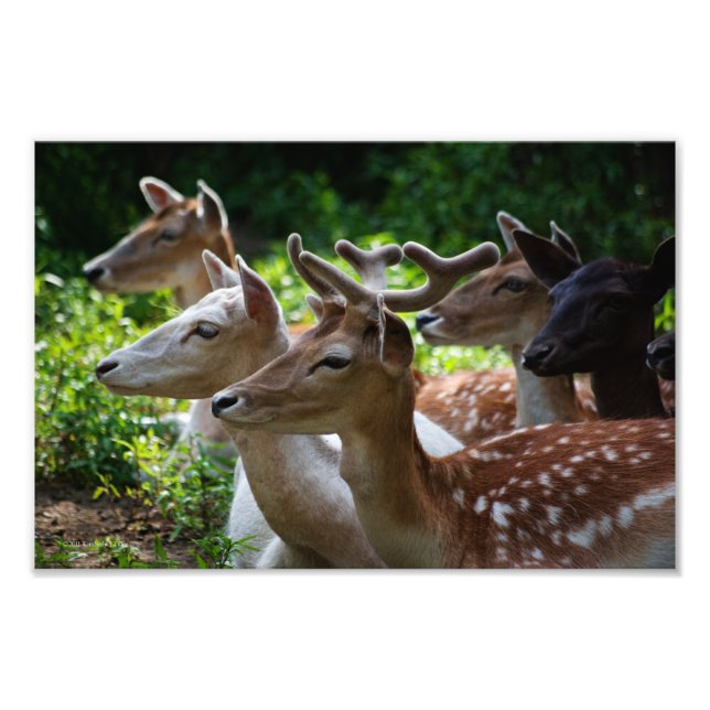 Ich höre Foto (Vorne)