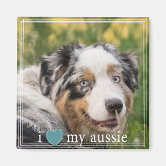 Ich höre meine australische Shepherd-Weiße Grenze Magnet