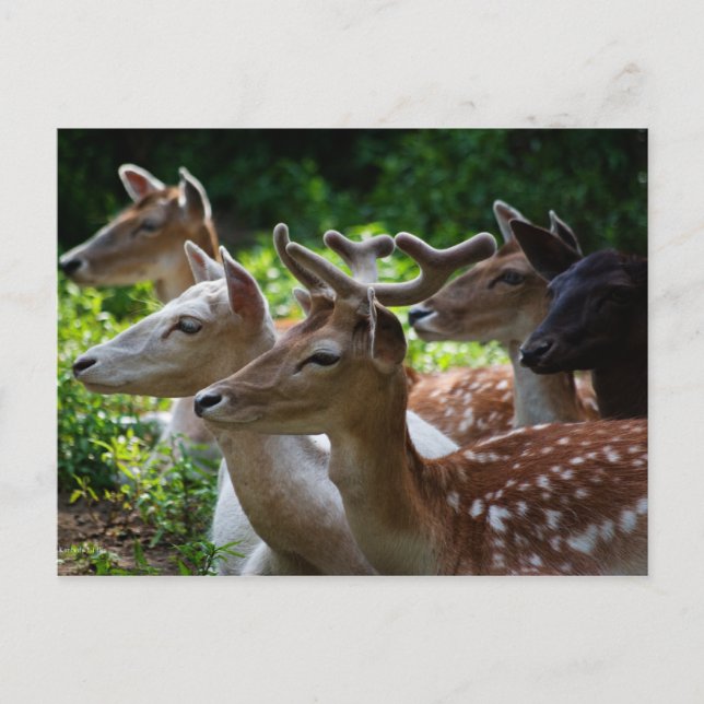 Ich höre Postkarte (Vorderseite)