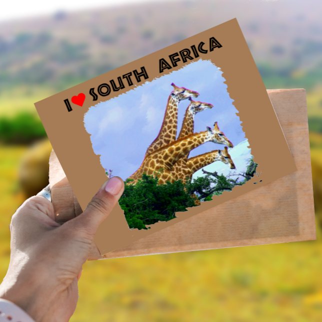 Ich höre Südafrika 4 Giraffen Postkarte (Von Creator hochgeladen)