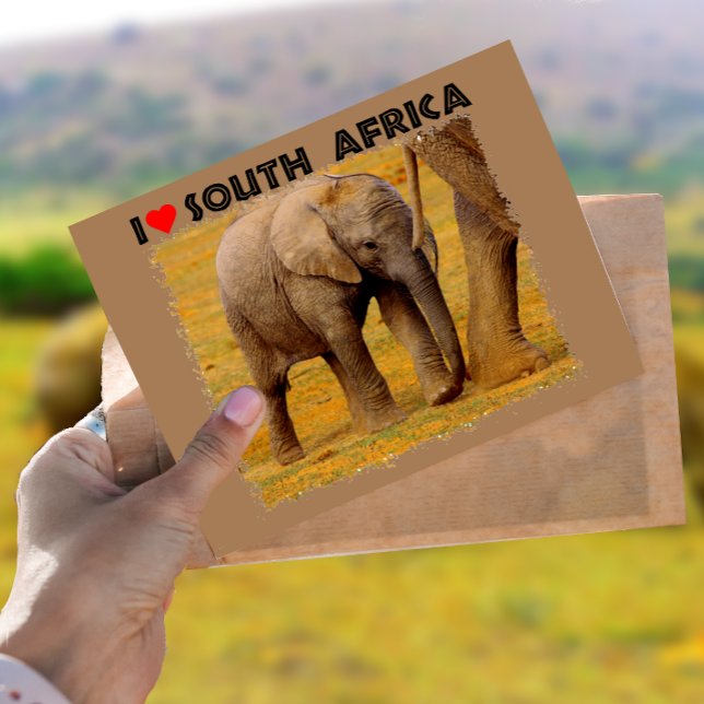 Ich höre Südafrika Elefantenkalb Postkarte (Von Creator hochgeladen)