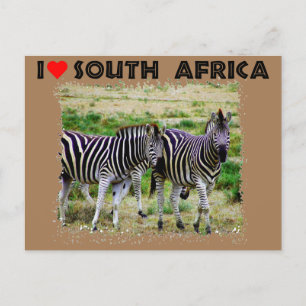 Ich höre Südafrika: junges Zebra-Paar Postkarte