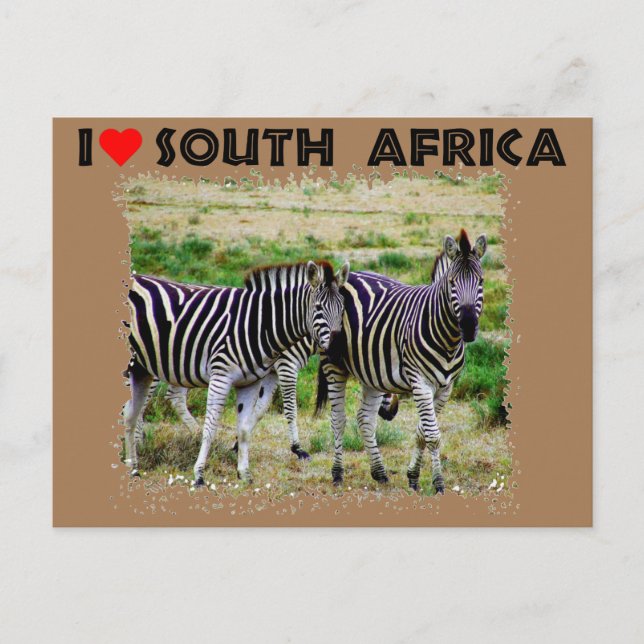 Ich höre Südafrika: junges Zebra-Paar Postkarte (Vorderseite)