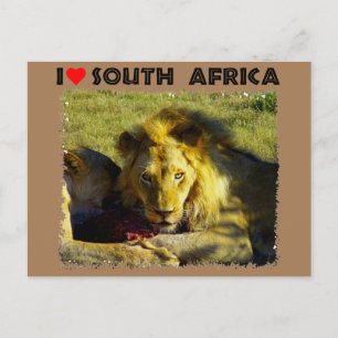 Ich höre Südafrika Löwenstau Postkarte