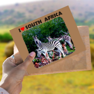 Ich höre Südafrika Zebra Aloe Postkarte