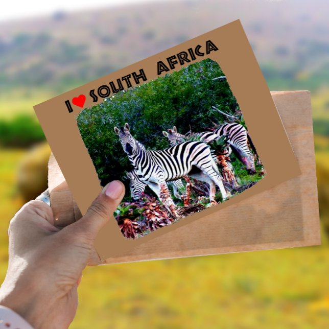 Ich höre Südafrika Zebra Aloe Postkarte (Von Creator hochgeladen)