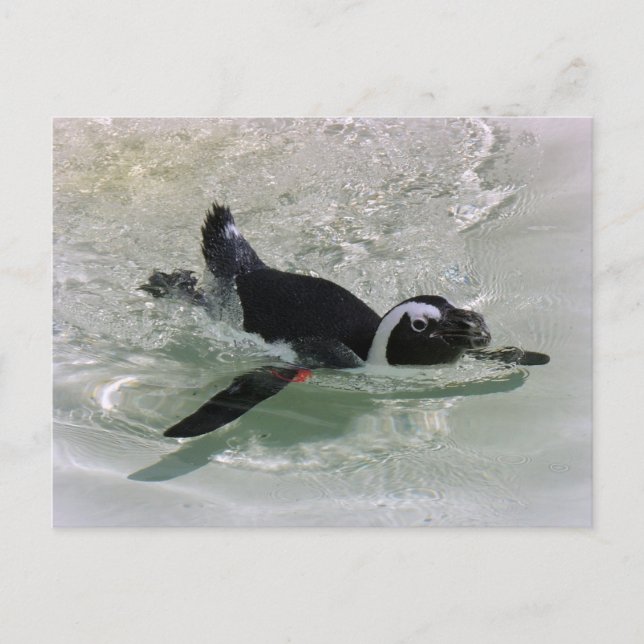 Ich kann es nicht ertragen, einen Pinguin zu sehen Postkarte (Vorderseite)