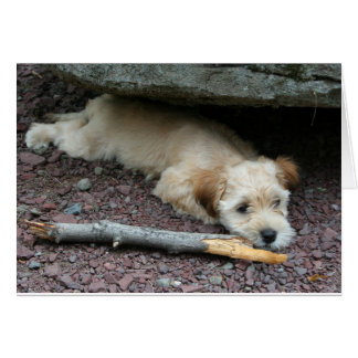 Ich kann Ihnen helfen zu kardieren