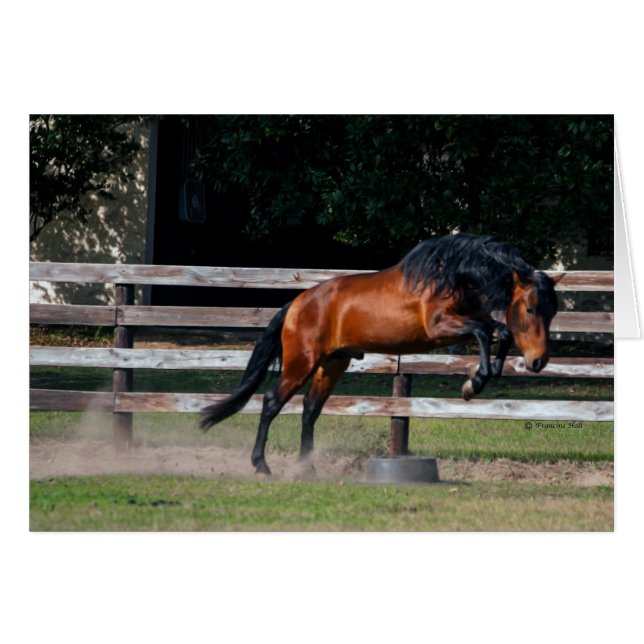 Ich kann springen (Vorderseite (Horizontal))