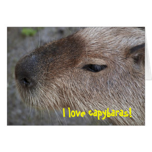 Ich liebe Capybaras