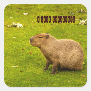 Ich liebe Capybaras Aufkleber