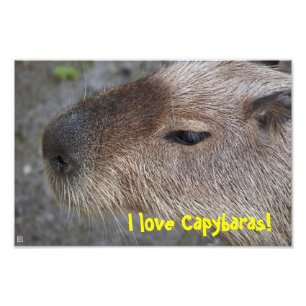 Ich Liebe Capybaras! Foto-Vergrößerung Fotodruck