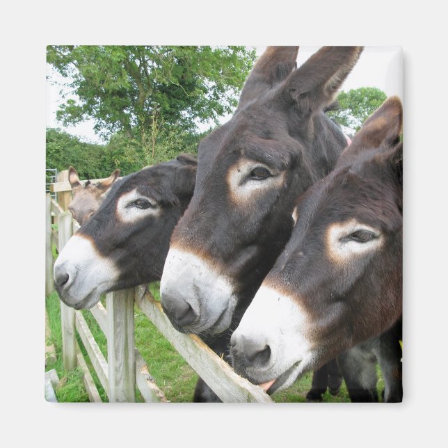Ich Liebe Donkeys! Magnet (Vorne)