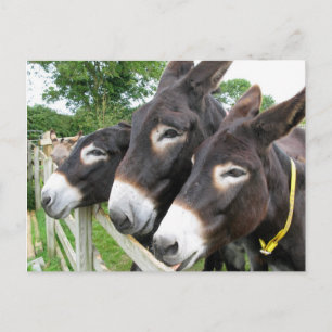 Ich Liebe Donkeys! Postkarte