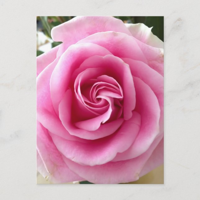 Ich Liebe, du blühst rosa Rose Postkarte (Vorderseite)