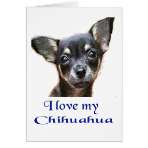 Ich Liebe mein Chihuahua