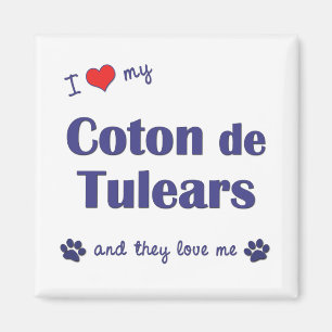 Ich Liebe mein Coton de Tulears (mehrere Hunde) Magnet