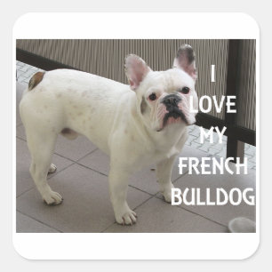 Ich Liebe mein Französischer Bulldog Quadratischer Aufkleber