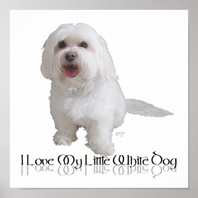 Ich Liebe mein kleiner weißer Hund - Havanese Poster (Vorne)