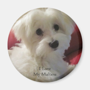 Ich Liebe Mein Malteser Magnet