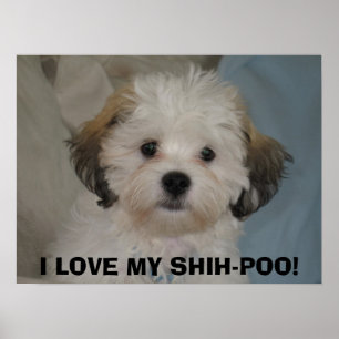 ICH LIEBE MEIN SCHIH-POO! POSTER