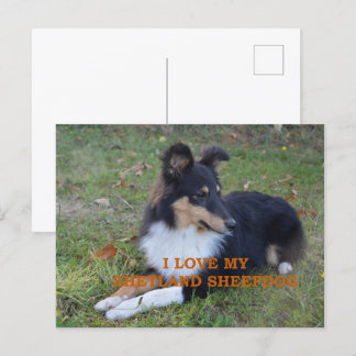 Ich Liebe mein Shetland Sheepdog Black Tri Postkarte