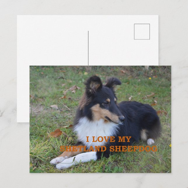 Ich Liebe mein Shetland Sheepdog Black Tri Postkarte (Vorne/Hinten)