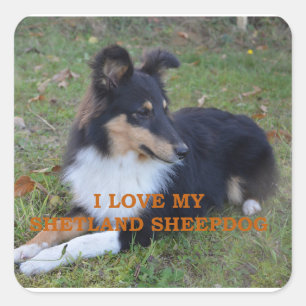 Ich Liebe mein Shetland Sheepdog Black Tri Quadratischer Aufkleber