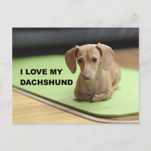 Ich Liebe meine Creme-Dackel mit Bild Postkarte