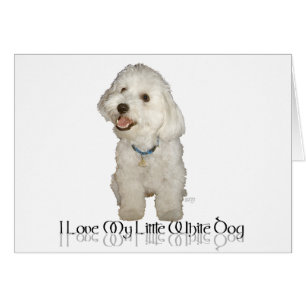 Ich liebe meinen kleinen weißen Hund - Havanese