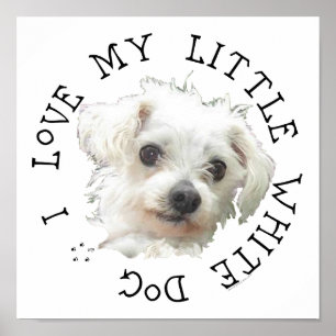 Ich liebe meinen kleinen weißen Hund - Malteser Poster