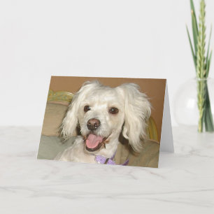 Ich liebe meinen kleinen weißen Hund Pudel / Bicho Karte