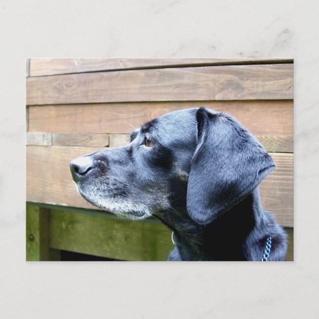 Ich Liebe meinen Labrador Postkarte (Vorderseite)