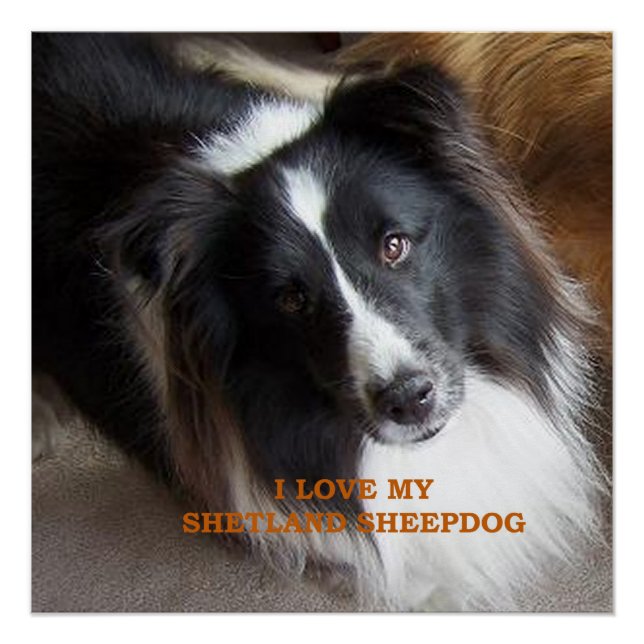 Ich liebe meinen Shetland Sheepdog Poster (Vorderseite)