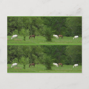 Ich Liebe Pferde! Bookmarkers - Anpassen! Postkarte