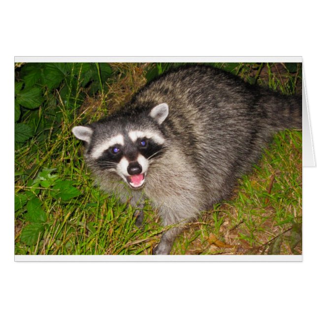 Ich Liebe Raccoons! (Vorderseite (Horizontal))