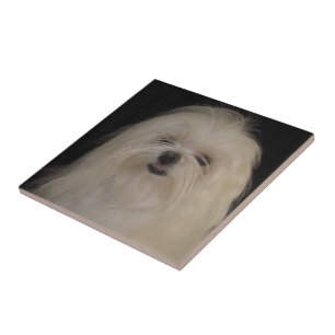 Ich mache keine Top Knots MALTESE Fliese