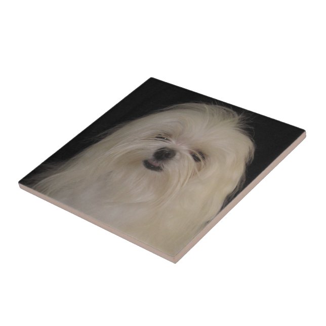 Ich mache keine Top Knots MALTESE Fliese (Seite)