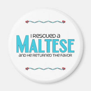 Ich rettete ein maltesisches (männlicher Hund) Magnet