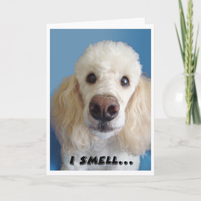 Ich rieche ein altes weißes Poodle mit großer Nase Karte (Vorderseite)