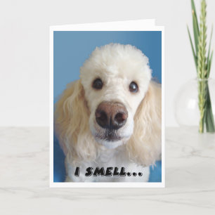 Ich rieche ein altes weißes Poodle mit großer Nase Karte