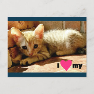 Ich schätze meine Katze Postkarte