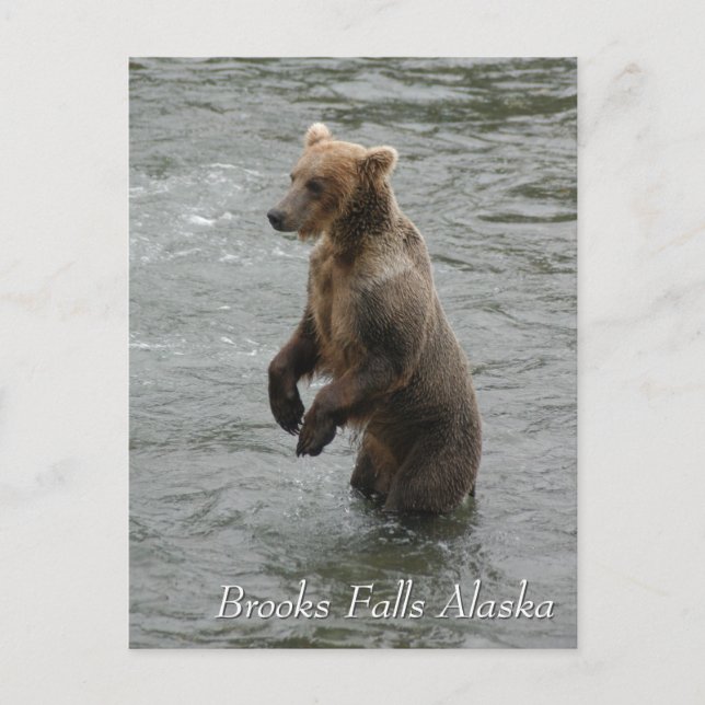 Ich sehe dich fisch, Brooks Falls Alaska Postkarte (Vorderseite)