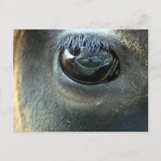 Ich sehe dich, Jersey Cow eye Postkarte