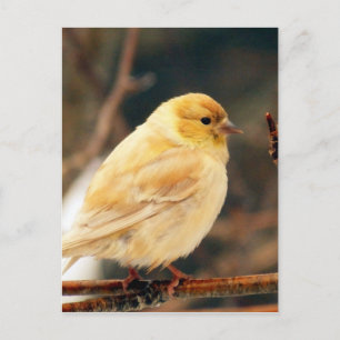 Ich sehe Frühling Postkarte