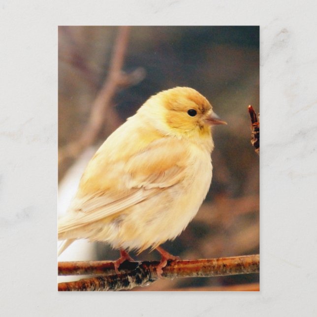 Ich sehe Frühling Postkarte (Vorderseite)