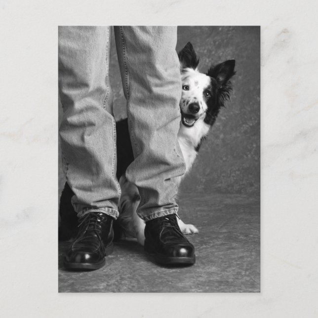 Ich und mein Schatten - Collie Dog Postkarte (Vorderseite)