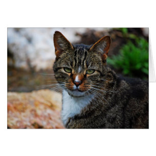 Ich werde unterhalten nicht….