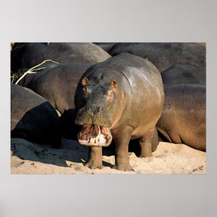 Ich Woll nicht dem Hippopotamusportrait Poster