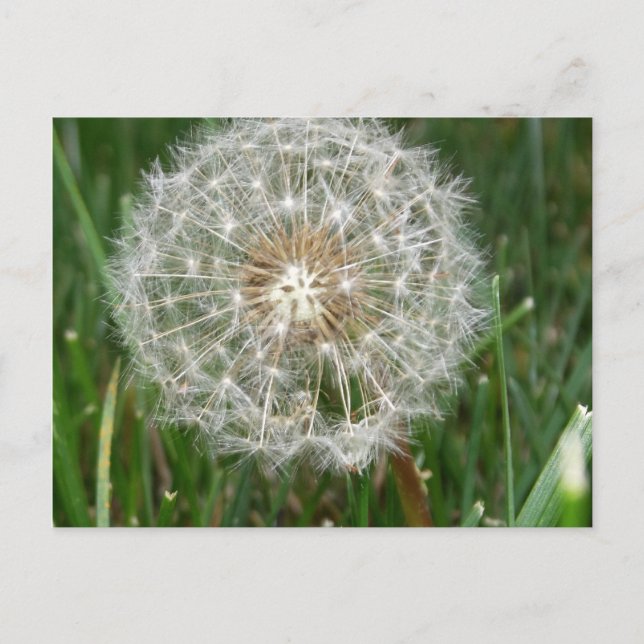 Ich wünschte, du wärest hier postkarte (Vorderseite)